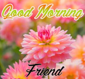 帶有 'Good Morning Friend' 文字問候的粉紅色大麗花。 — 花 壁紙