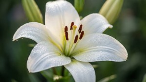 花園中花瓣上帶有露珠的白色百合。