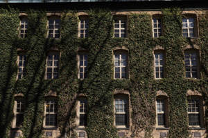 陽光普照的歷史石建築，牆壁覆蓋常春藤，拱形窗戶。 — 花園牆外 壁紙