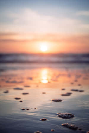 海洋上的日落，濕沙和貝殼在前景