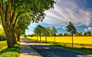 一條鋪砌的道路蜿蜒穿過金色的田野，兩旁樹木成蔭，在清澈的藍天下。 — 夏日氣息 壁紙