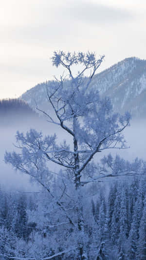霧氣瀰漫的雪山森林中的霜樹