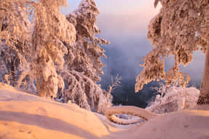 白雪覆蓋的樹木俯瞰著日出時霧氣瀰漫的湖泊。