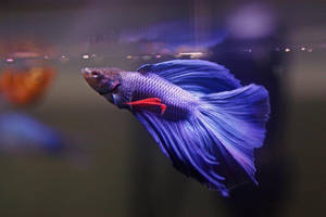 一條藍色鬥魚，紅色尾巴，在水族箱水中游泳。