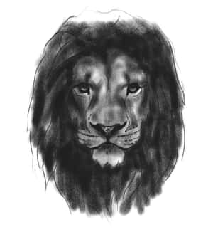 獅子臉部的木炭素描，帶有強烈眼神和紋理鬃毛。 — 獅子王 GIF 壁紙