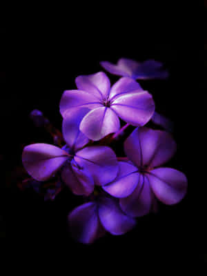 暗夜中的紫色花朵 — 紫色花朵 壁紙