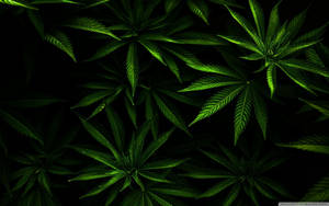 在黑色背景下發光的綠色大麻葉。