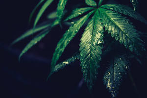 在黑暗背景下閃爍露珠的大麻葉