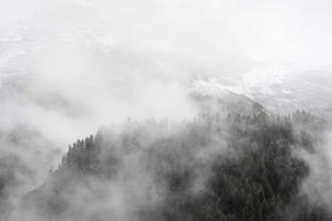 被霧氣和常綠樹木覆蓋的積雪山脊。