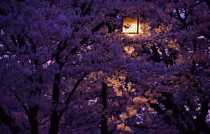 夜晚，燈籠透過紫色櫻花樹冠散發出溫暖的光芒。 — 春天 壁紙