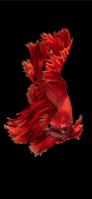 一條帶有流暢魚鰭的紅色鬥魚，在黑色背景下游動。