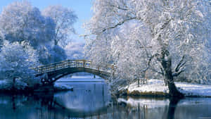 白雪覆蓋的樹木環繞著冬季平靜河流上的木橋。