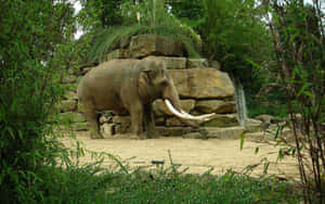 一頭長有白色長牙的大象站在一個有竹子和岩石的動物園圍欄中。