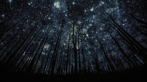 透過森林中光禿的樹枝看到的滿天星斗的夜空。
