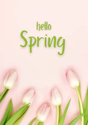 粉紅色鬱金香和綠色文字 'hello Spring' 在柔和粉紅色背景上。