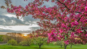 粉紅色櫻花在夕陽天空下盛開，映襯著綠色公園。