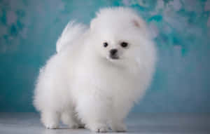 毛茸茸的白色博美犬站在淺色地板上，以藍色花卉背景為襯。