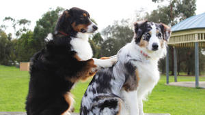 兩隻澳洲牧羊犬坐在公園長椅上，一隻爪子擱在另一隻的背上。