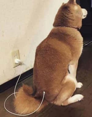 柴犬插在牆上插座，尾巴連著充電線。