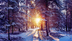 陽光穿過積雪的松樹，照亮了一條寂靜的冬季森林小徑。