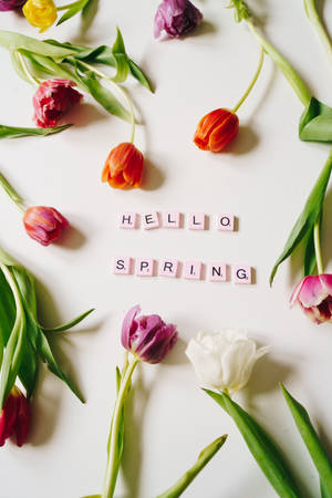 紅色、粉紅色和白色的鬱金香在白色背景上環繞著「hello spring」字樣。