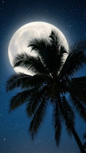棕櫚樹剪影在繁星點點的夜空下，襯托著一個巨大的滿月