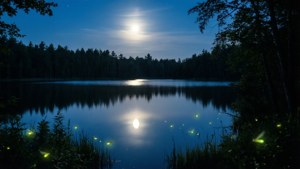 月光湖，夜晚螢火蟲在水邊閃爍。 — 湖 壁紙