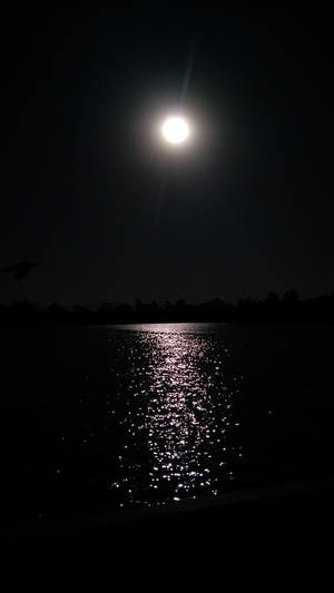 滿月倒映在黑暗的湖面上，一隻鳥在夜間飛過頭頂。 — 太陽與月亮 壁紙