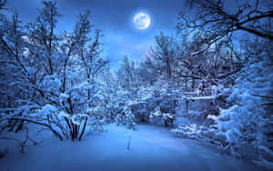 夜晚滿月下的雪地森林，光禿禿的樹木覆蓋著霜。 — MacBook Pro 13 壁紙