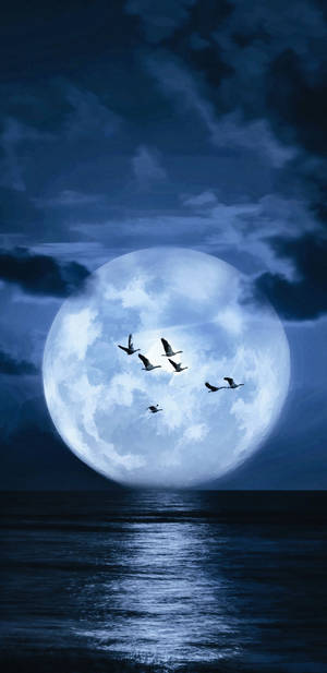 鳥兒在夜間黑暗的海洋上空飛過滿月。