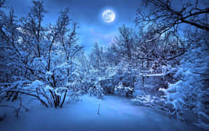 夜晚滿月下的雪地森林，光禿禿的樹木覆蓋著霜。 — 月色夜空 壁紙