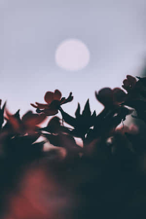 剪影的花朵和葉子映襯著黃昏中發光的月亮。