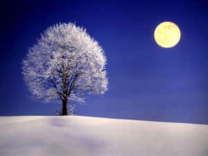 冬夜滿月下的一棵雪覆樹木。