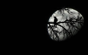 Raven Black And Moon Wallpapers Picture Wallpapers
