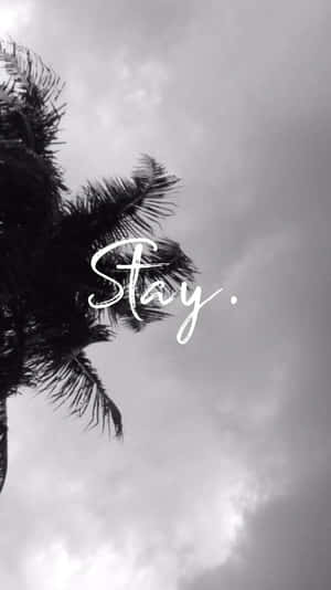 棕櫚樹剪影，背景是陰天，帶有「Stay」這個詞。