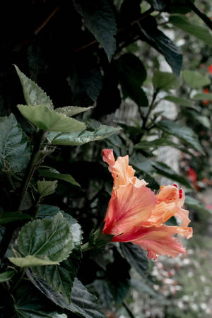 花園中一朵桃色木芙蓉花，帶有深綠色葉子。