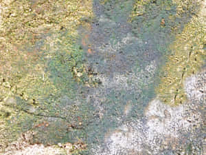 風化混凝土表面，帶有綠色苔蘚、灰色地衣和鏽跡 — 設計 壁紙