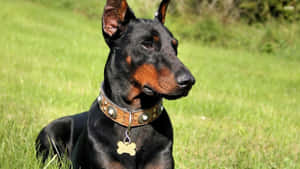 杜賓犬坐在草地上，戴著帶有骨頭吊飾的裝飾項圈。
