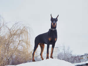 杜賓犬冬天站在雪地上，背景有光禿的樹木和建築物。