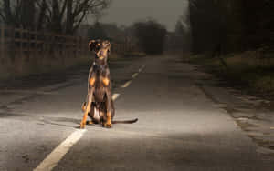 杜賓犬在夜間潮濕的鄉村道路上，在聚光燈下坐著。