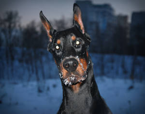 杜賓犬在雪地城市環境中嘴上沾著雪，黃昏時分。