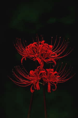 兩朵紅色彼岸花在黑暗背景中發光。