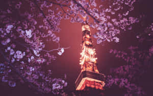 櫻花環繞著夜晚點亮的東京塔。 — 櫻花 壁紙