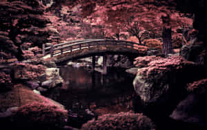 日本庭園中池塘上的一座木橋，周圍有粉紅色的花朵。 — 東京 壁紙