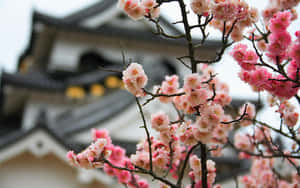 傳統日本建築前的粉紅色櫻花。
