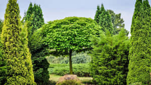 一棵圓形樹木在岩石上，被高大的常青樹環繞在花園中。 — 2560x1440 壁紙