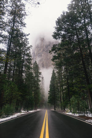 穿過雪林的濕路通往霧氣瀰漫的山崖