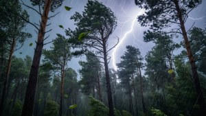 暴風雨中，閃電照亮了雨中的松樹林。
