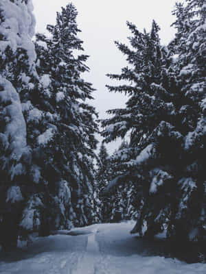 灰色天空下，高大的松樹環繞著積雪的森林小徑。