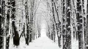 明亮的天空下，禿樹林立的雪地森林小徑。